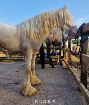"The candy man" Cremello Colt Youngstock / Foal