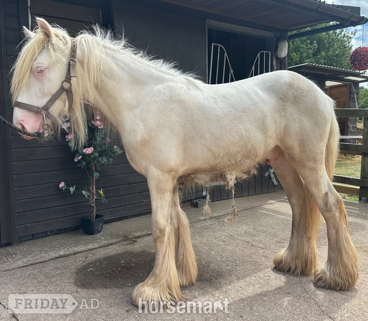 "The candy man" Cremello Colt Youngstock / Foal - Horses in Wolverhampton