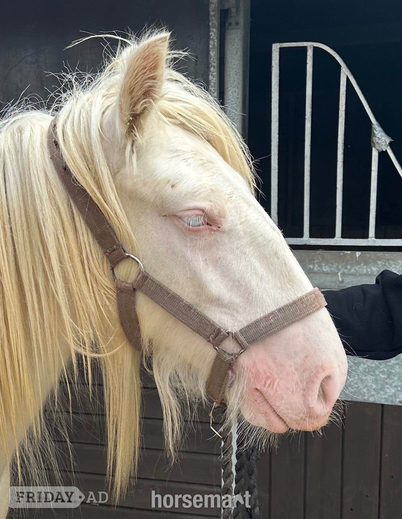 Wolverhampton "The candy man" Cremello Colt Youngstock / Foal