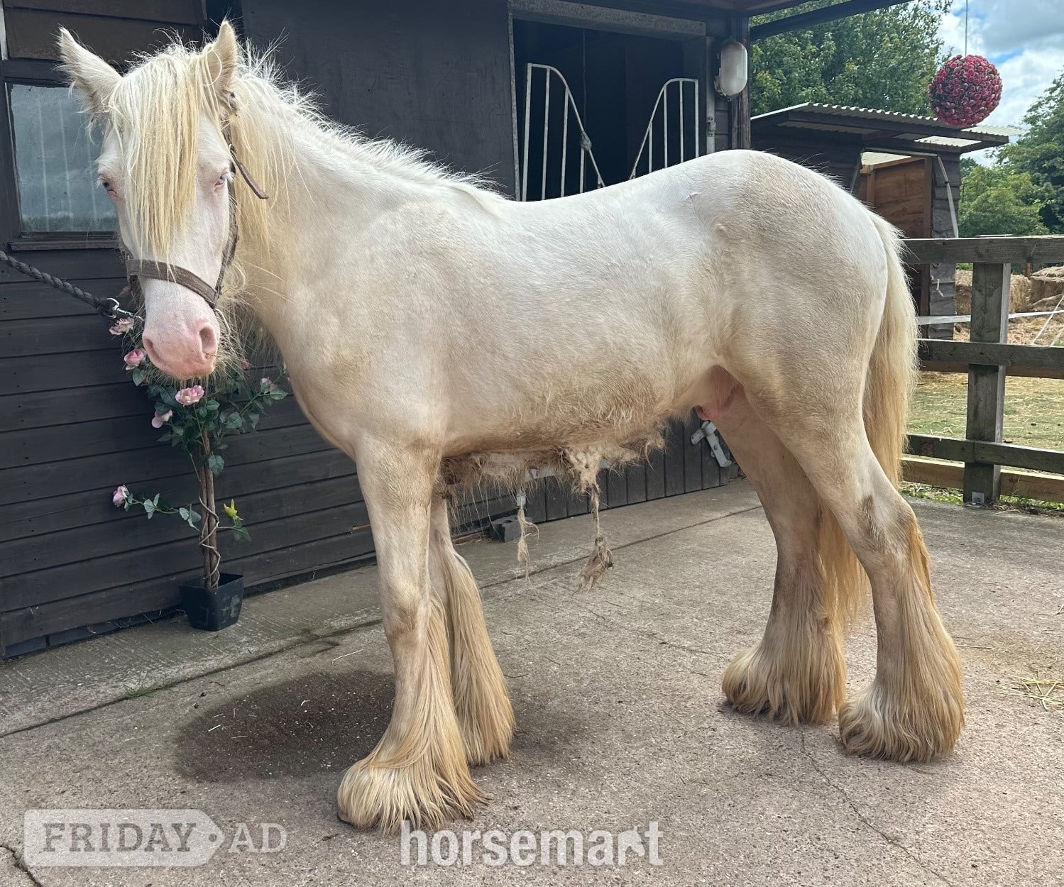"The candy man" Cremello Colt Youngstock / Foal