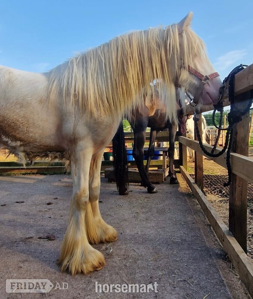 "The candy man" Cremello Colt Youngstock / Foal in Wolverhampton