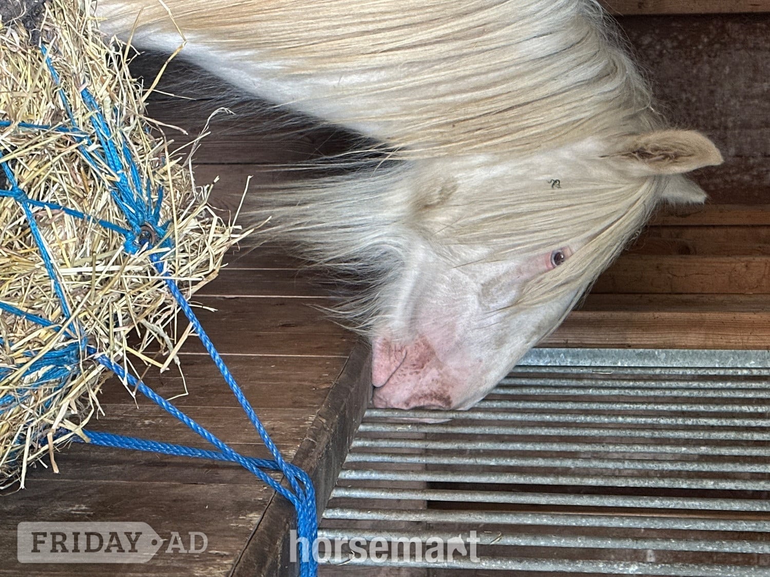 "The candy man" Cremello Colt Youngstock / Foal - Horses