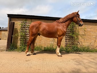 "Red Rolex " Chestnut Gelding Working Hunter Horse