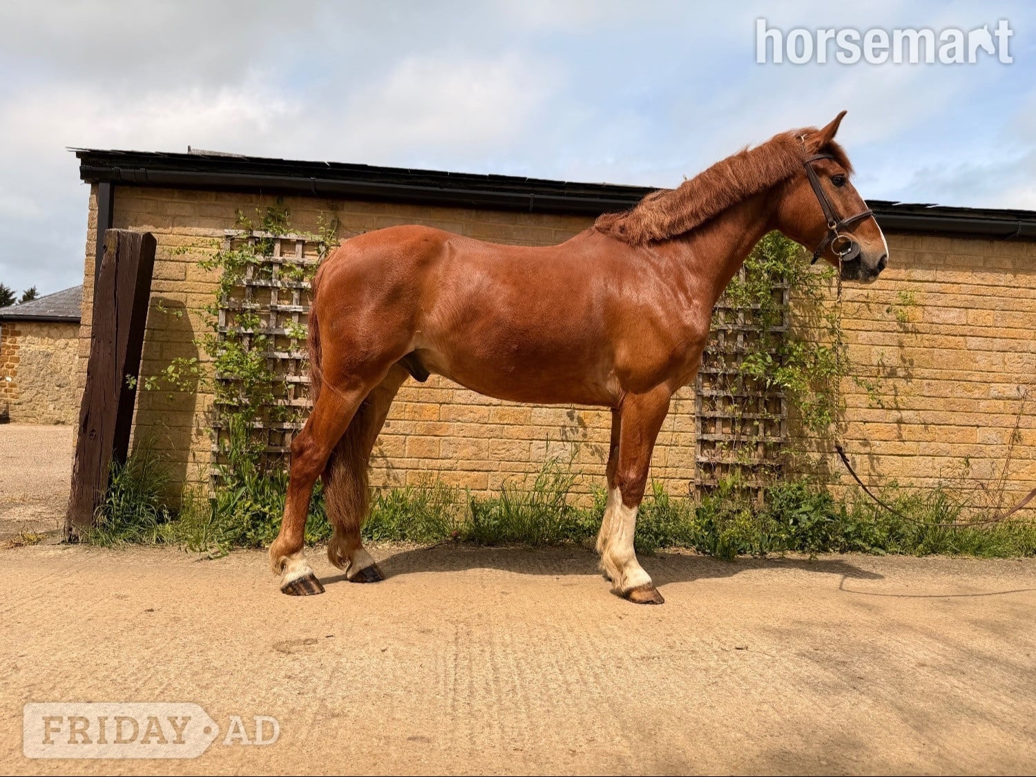"Red Rolex " Chestnut Gelding Working Hunter Horse in Towcester