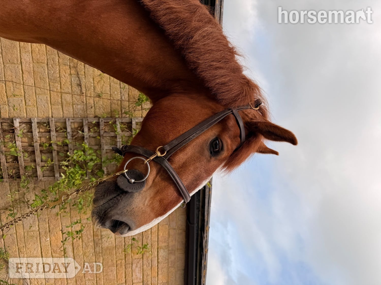 Towcester "Red Rolex " Chestnut Gelding Working Hunter Horse