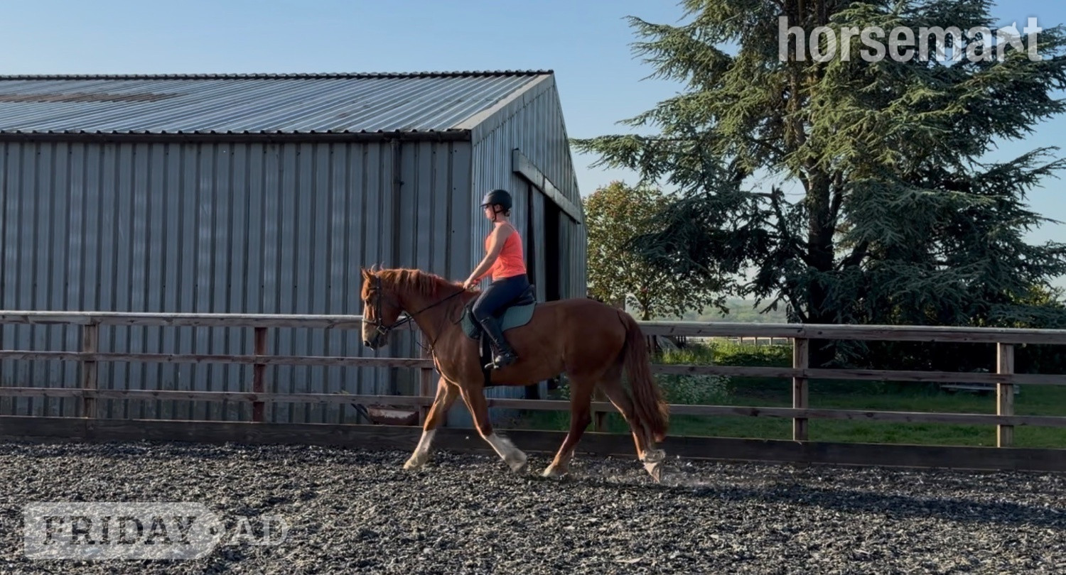 "Red Rolex " Chestnut Gelding Working Hunter Horse