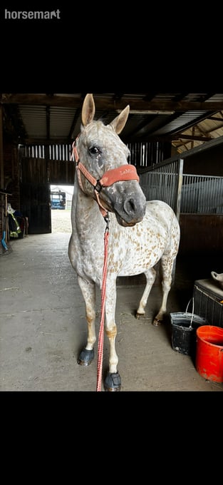 "Bailey" Spotted Gelding Project Horse