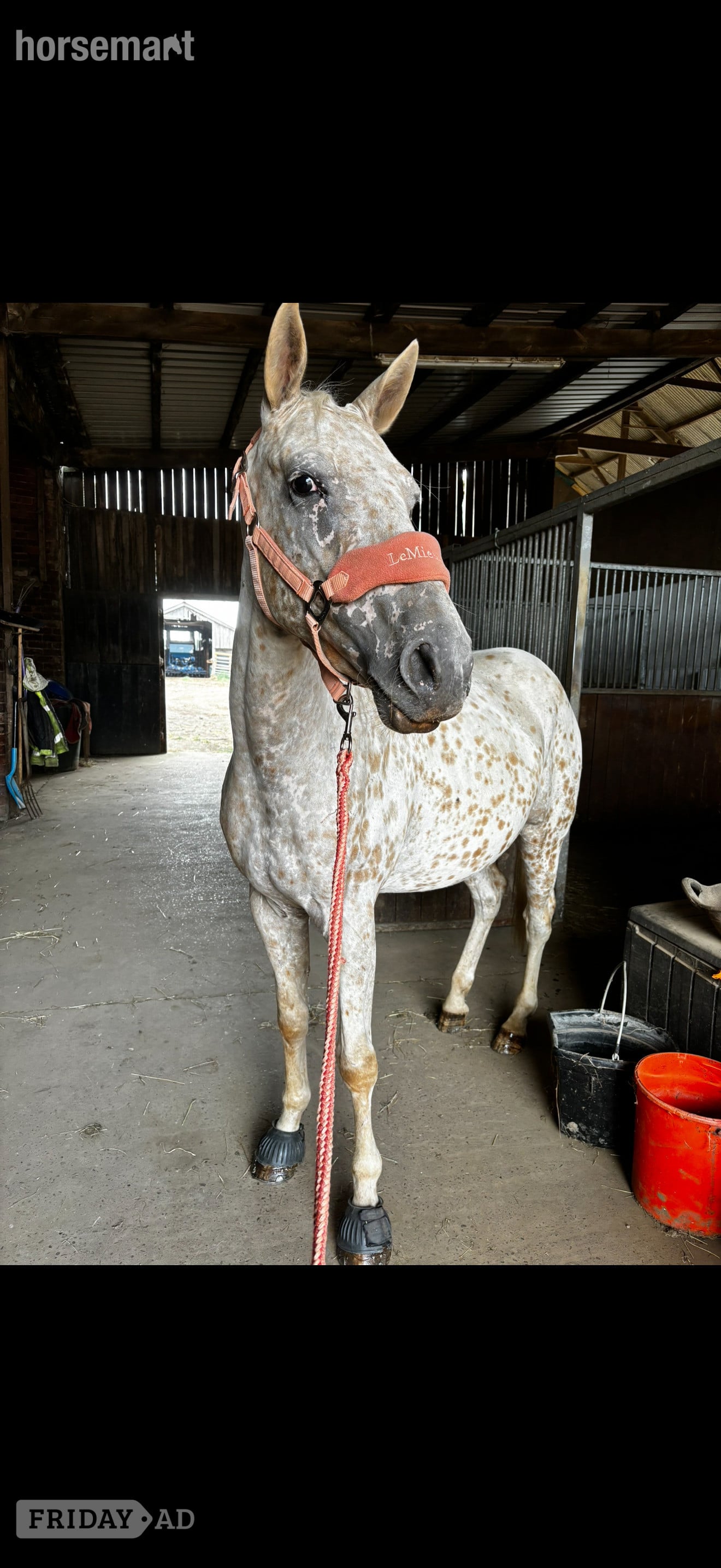 "Bailey" Spotted Gelding Project Horse in Doncaster