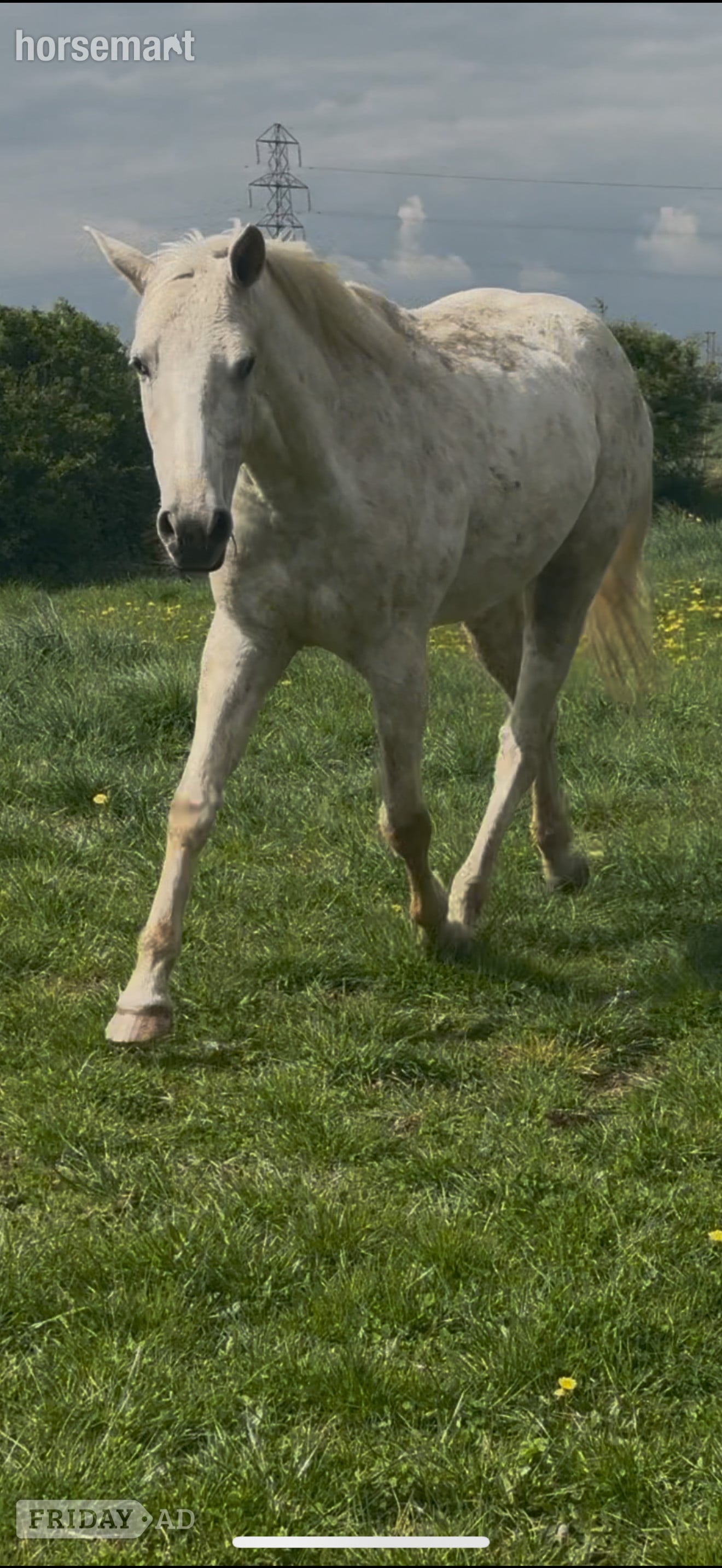 "Bailey" Spotted Gelding Project Horse