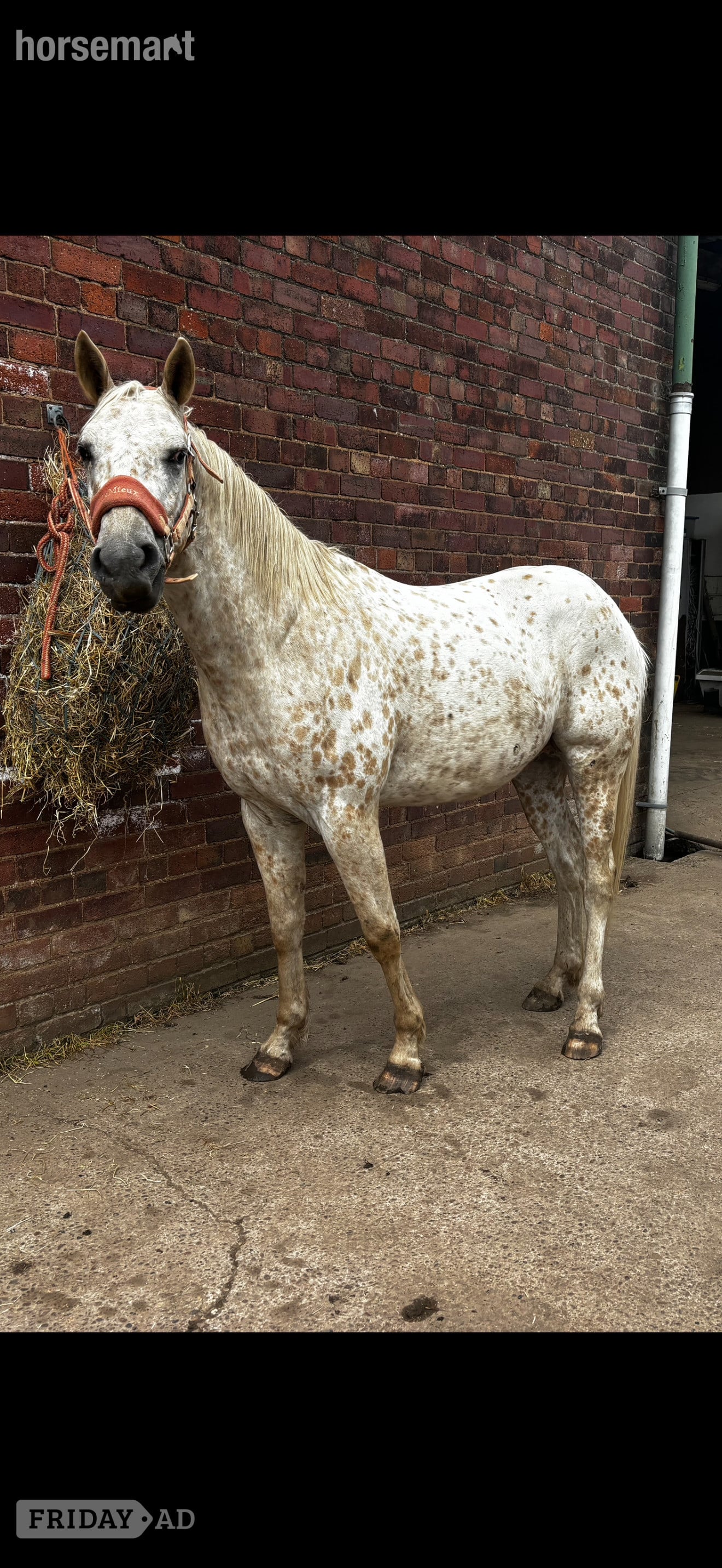 Doncaster "Bailey" Spotted Gelding Project Horse