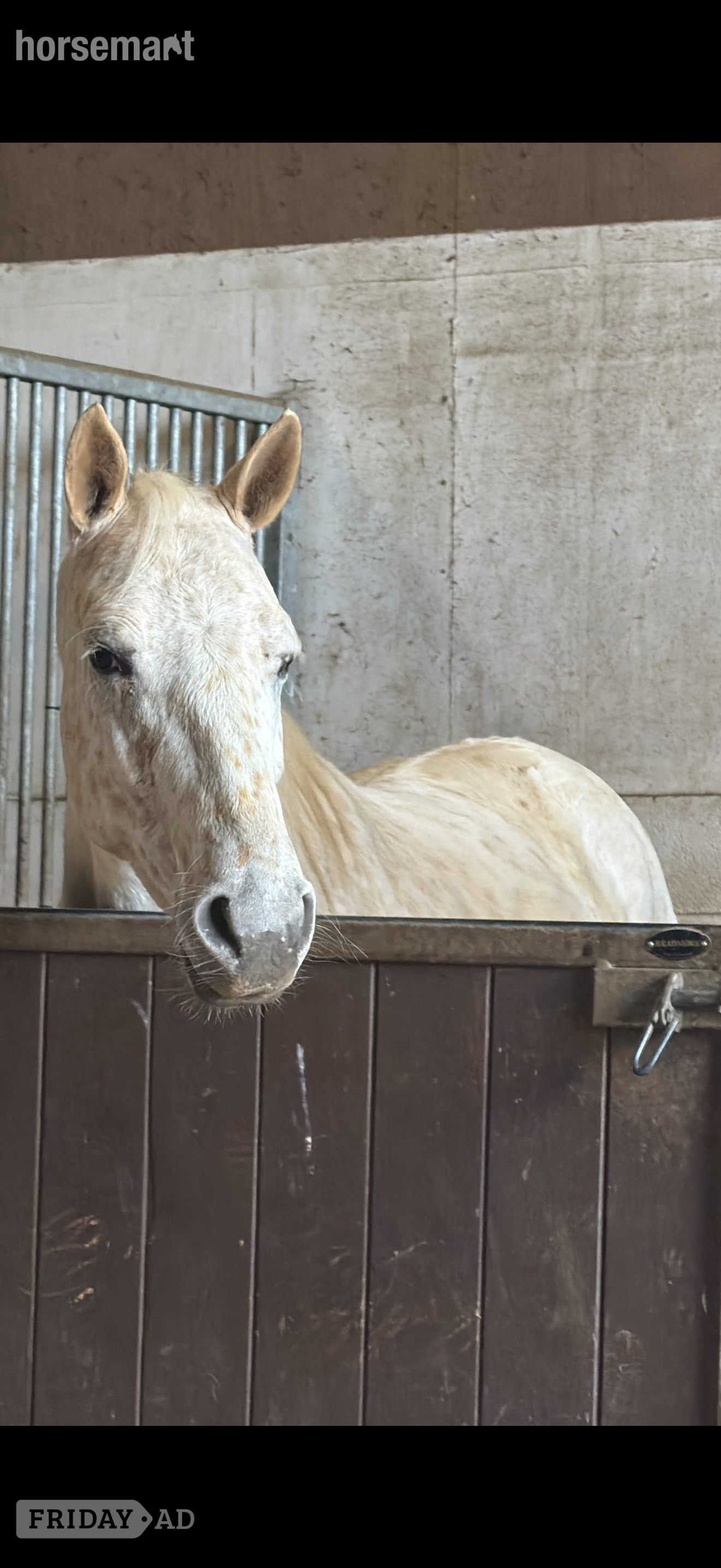 "Bailey" Spotted Gelding Project Horse - Horses in Doncaster