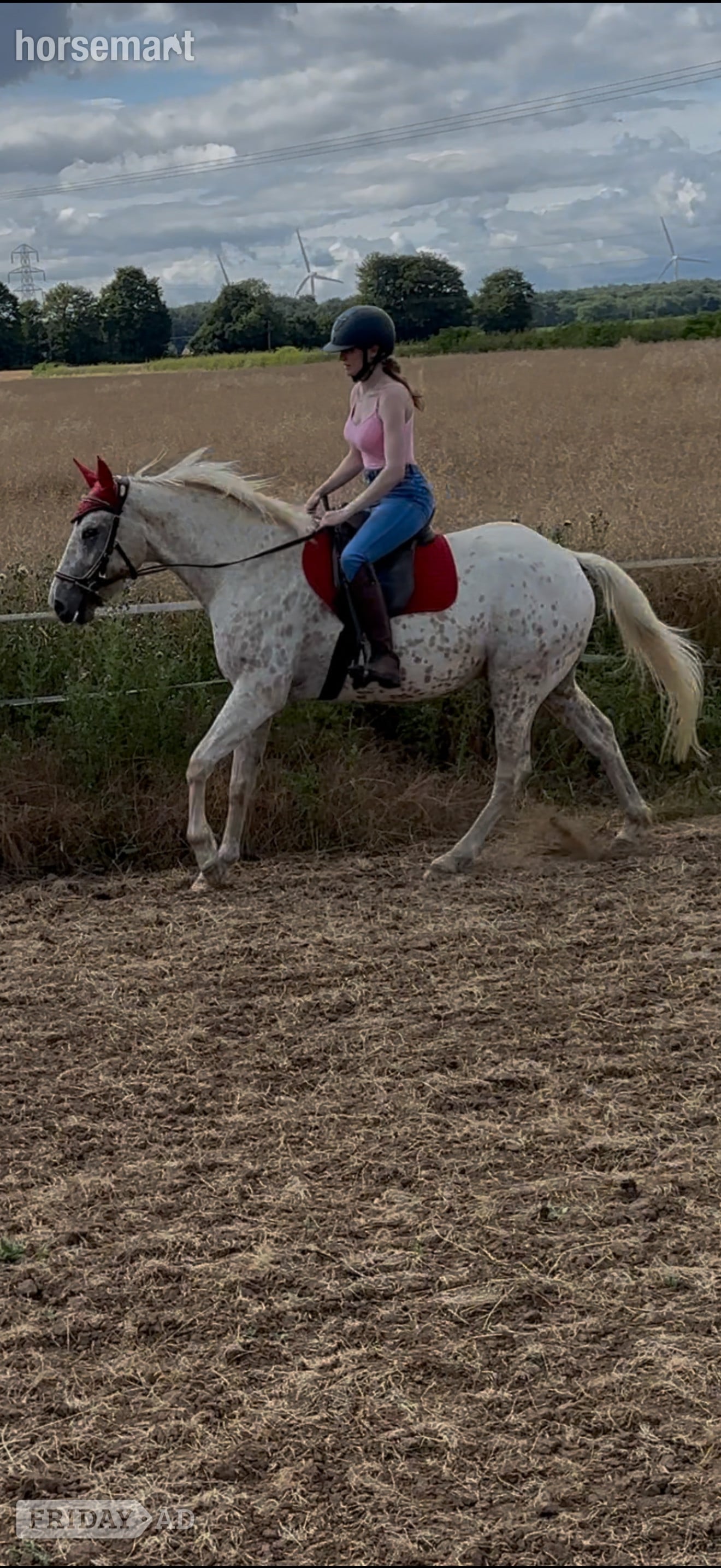 "Bailey" Spotted Gelding Project Horse - Horses