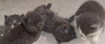 Longhaired British Shorthaired Blue ClC w Longhaired British Blue