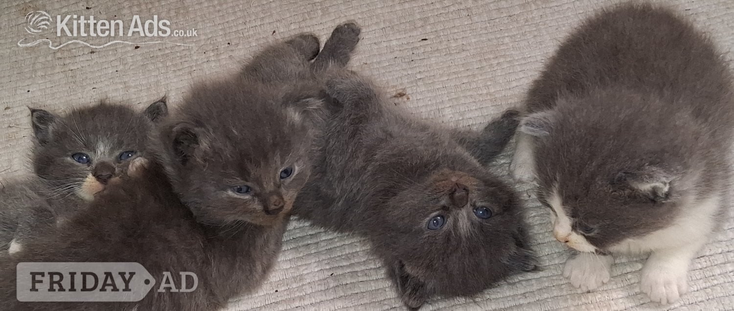 Longhaired British Shorthaired Blue ClC w Longhaired British Blue in Chichester