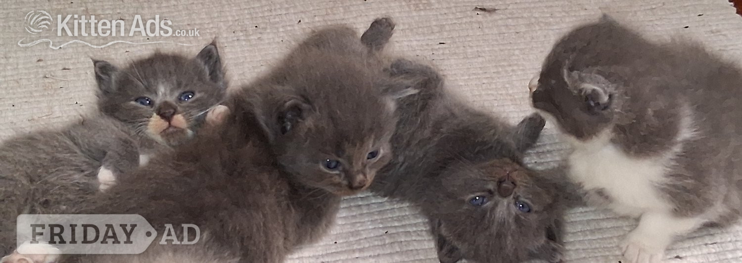 Longhaired British Shorthaired Blue ClC w Longhaired British Blue