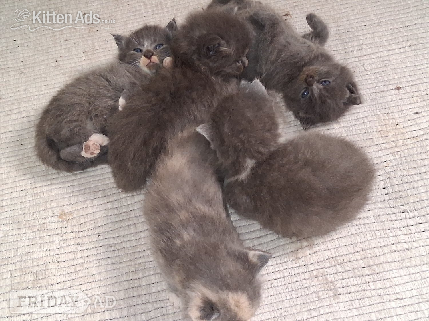 Chichester Longhaired British Shorthaired Blue ClC w Longhaired British Blue