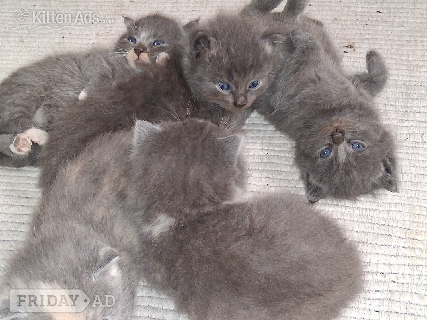 Longhaired British Shorthaired Blue ClC w Longhaired British Blue - Cats & Kittens in Chichester