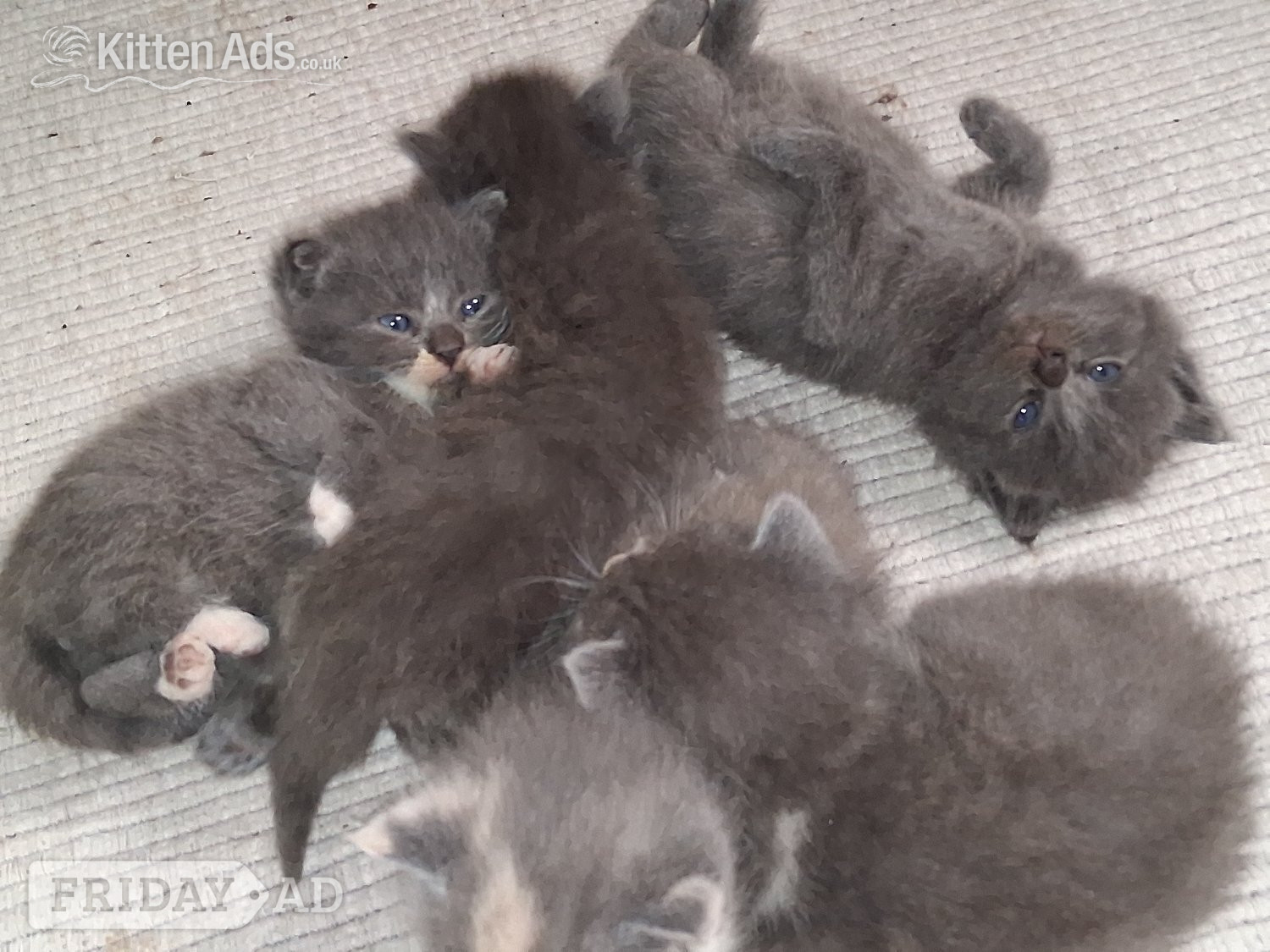 Longhaired British Shorthaired Blue ClC w Longhaired British Blue - Cats & Kittens