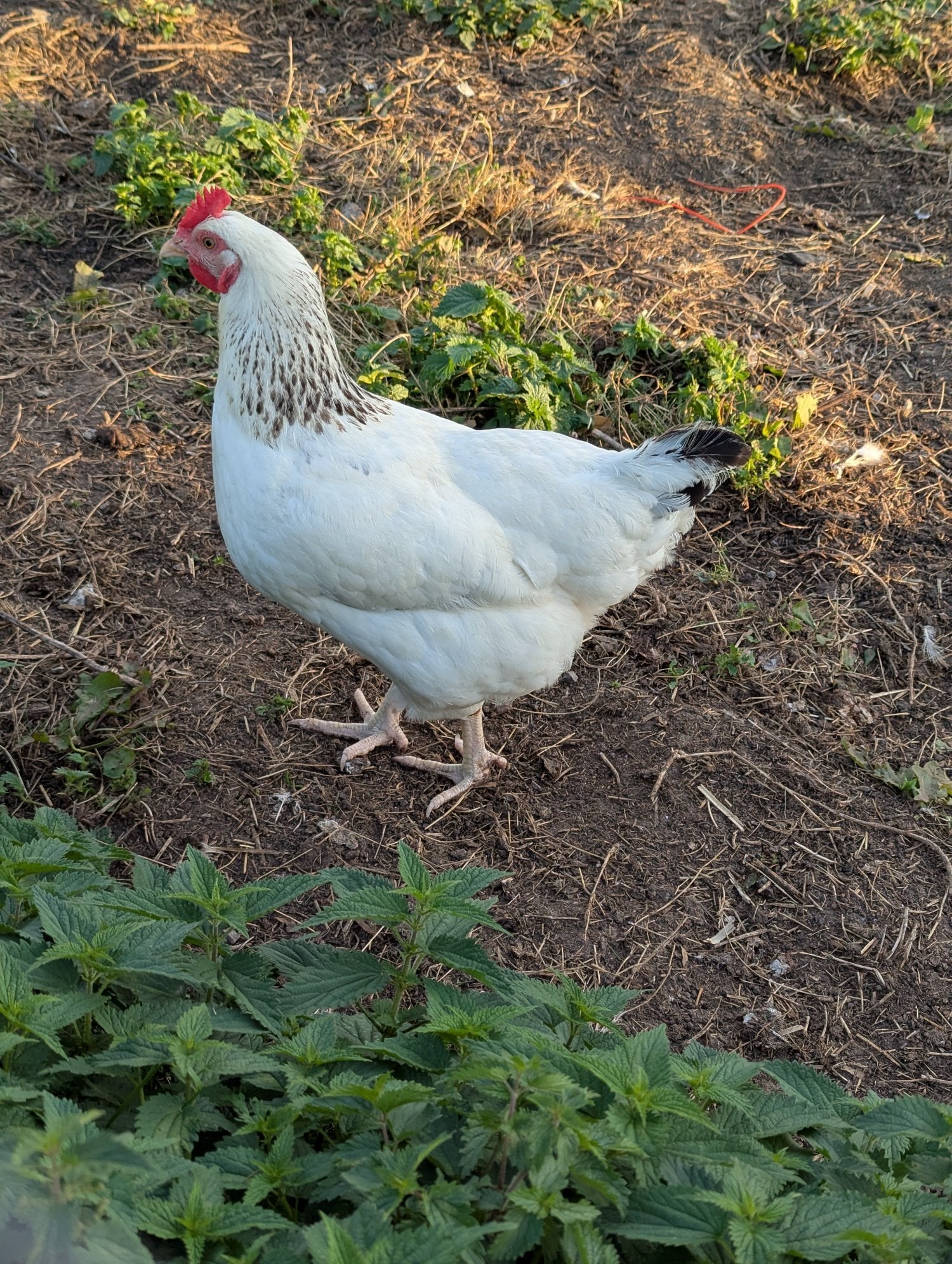 23 HENS FOR SALE - RESERVE YOURS &amp; COLLECT IN NOVEMBER 