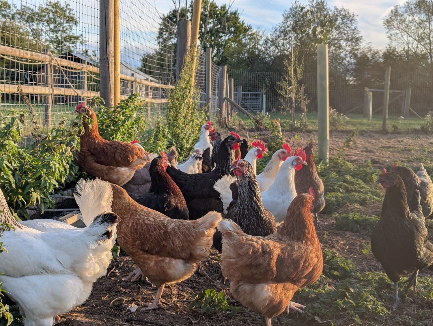 Devizes 23 HENS FOR SALE - RESERVE YOURS &amp; COLLECT IN NOVEMBER 