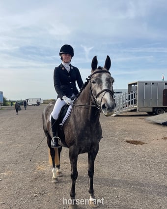 "Callie" Grey Mare All Rounder