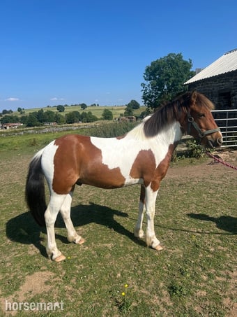 "Peter" Coloured Gelding Project Horse