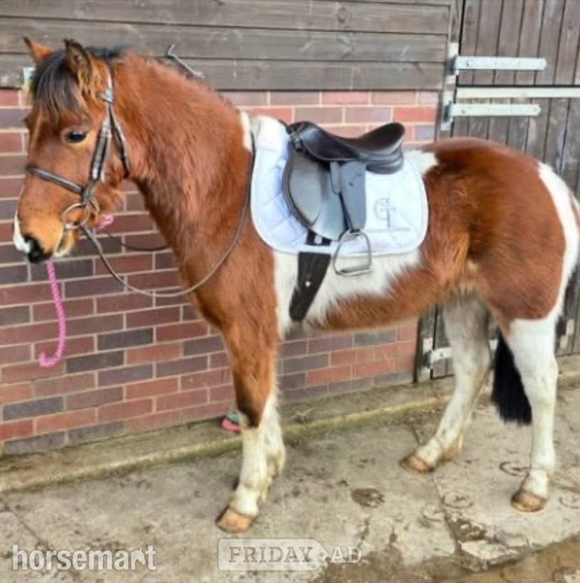 "Peter" Coloured Gelding Project Horse in Winster