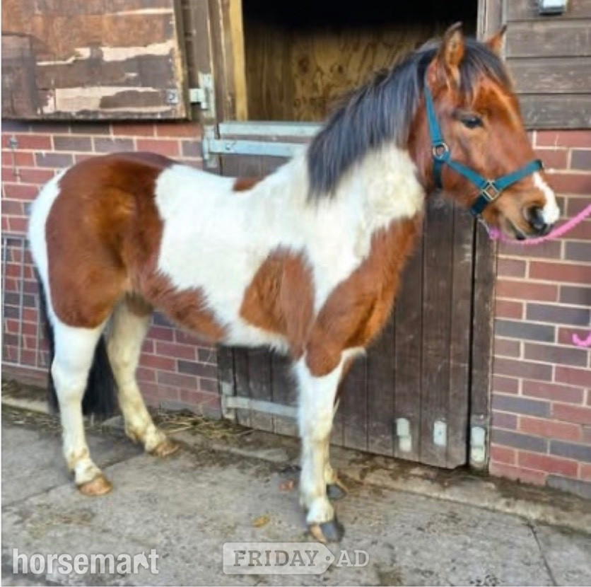 "Peter" Coloured Gelding Project Horse