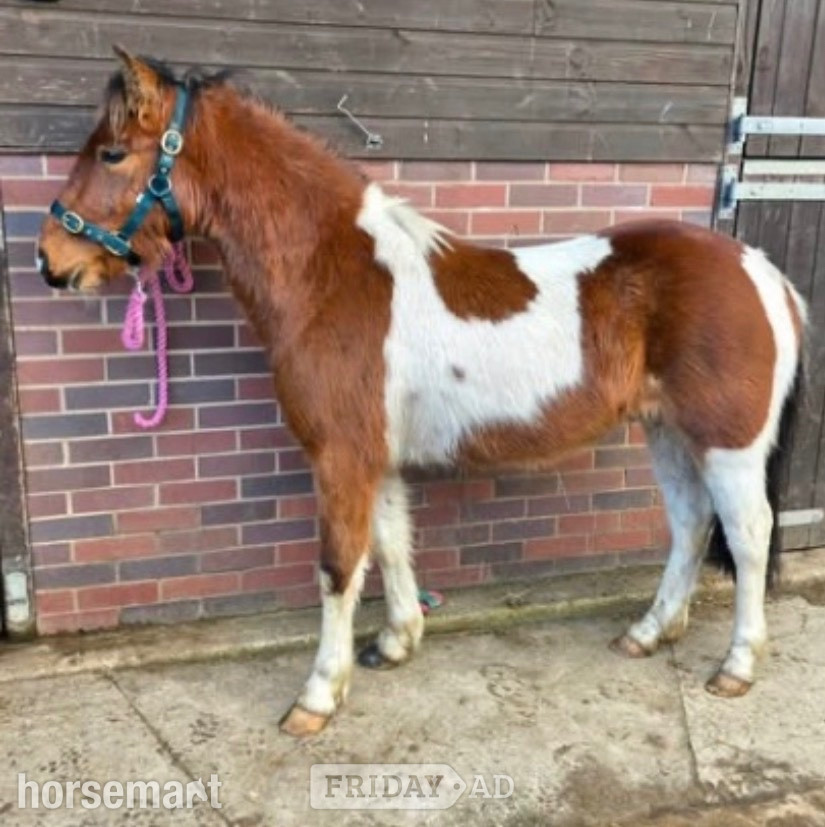 Winster "Peter" Coloured Gelding Project Horse