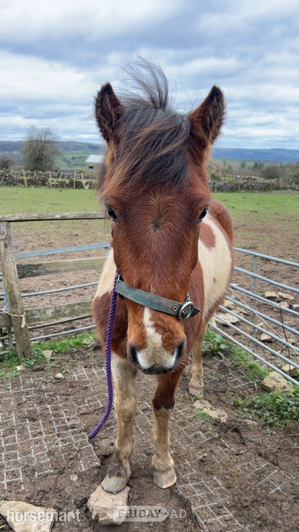 "Peter" Coloured Gelding Project Horse - Horses in Winster