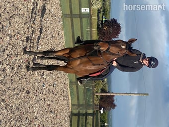 "Broker Charlie " Bay Gelding Ex Racehorse