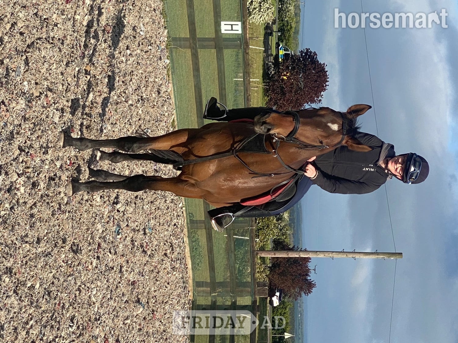 "Broker Charlie " Bay Gelding Ex Racehorse in Malton