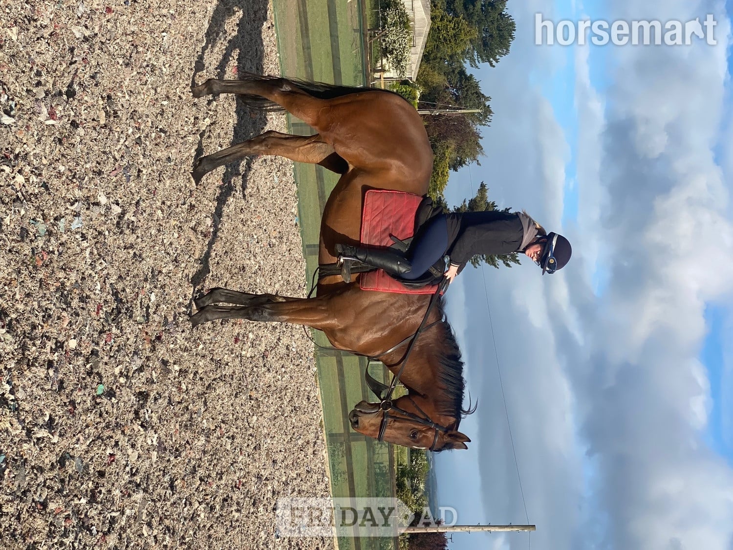 "Broker Charlie " Bay Gelding Ex Racehorse