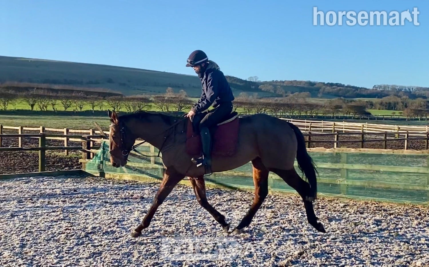 Malton "Broker Charlie " Bay Gelding Ex Racehorse