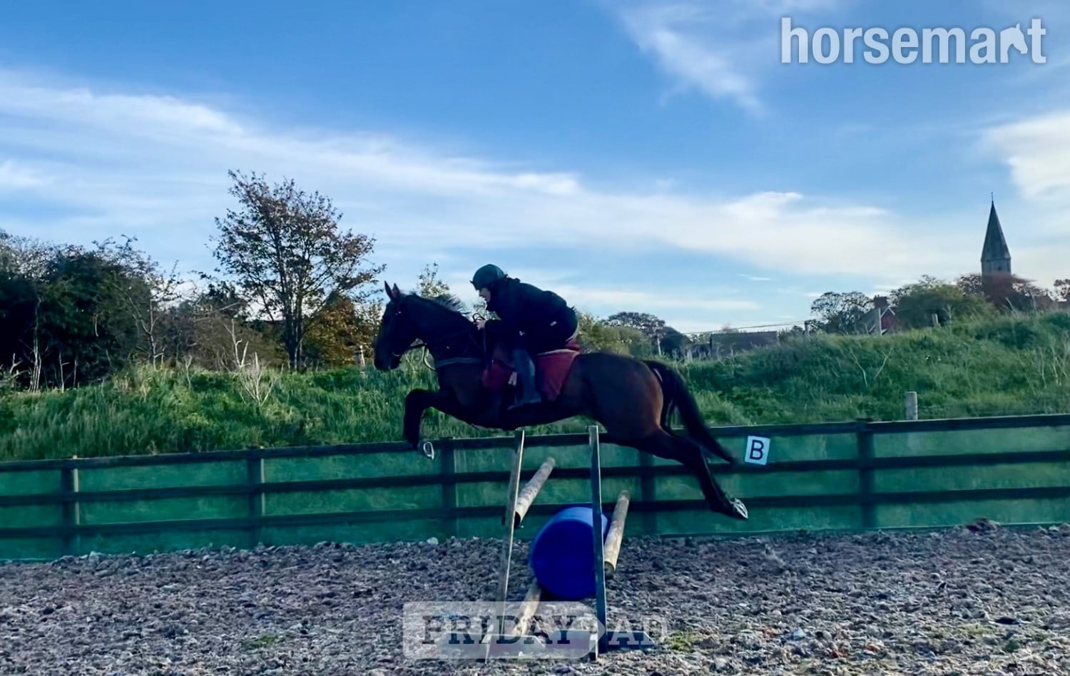 "Broker Charlie " Bay Gelding Ex Racehorse -  in Malton