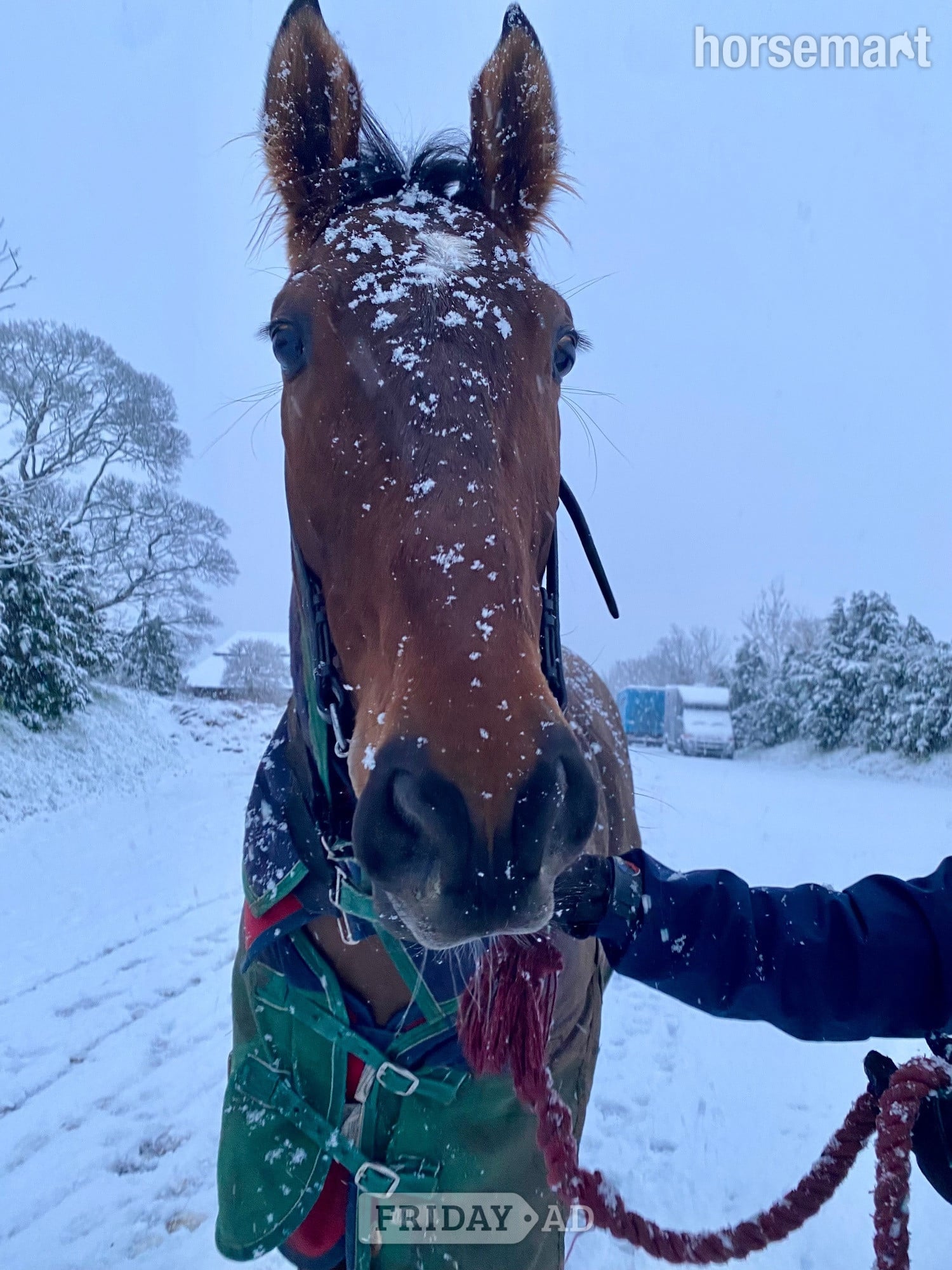 "Broker Charlie " Bay Gelding Ex Racehorse - 