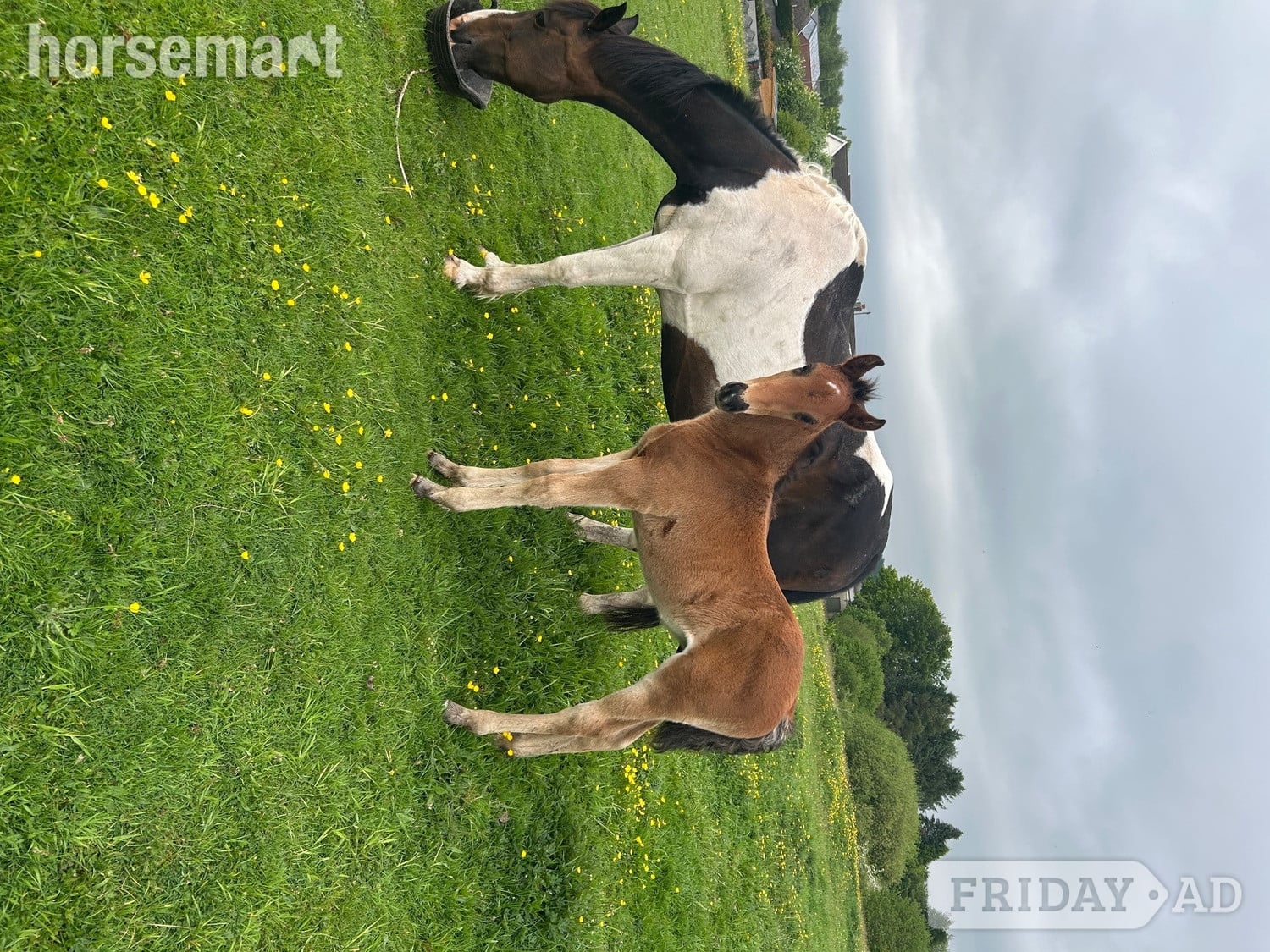"Princess II" Skewbald Mare Broodmare - Horses in Ystrad Mynach