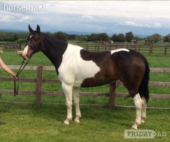 "Princess II" Skewbald Mare Broodmare in Ystrad Mynach