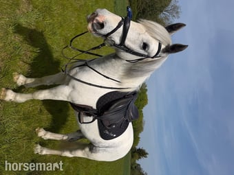 "Bluey " Blue &amp; White Gelding All Rounder