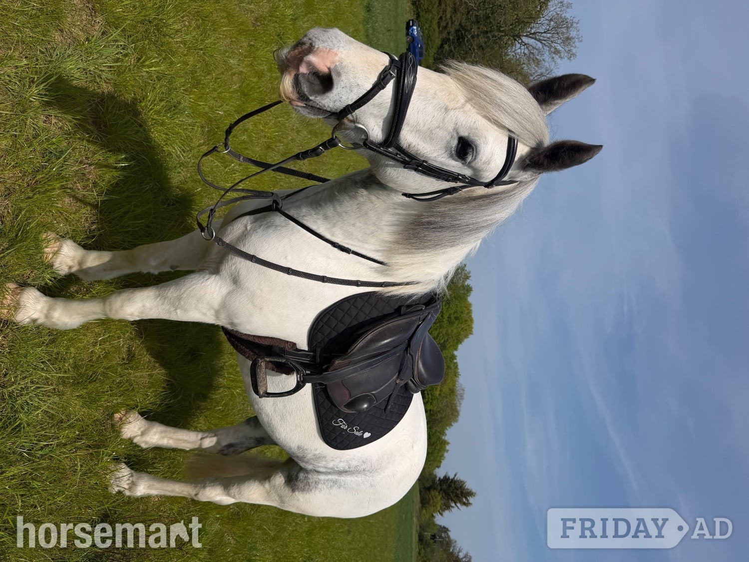 "Bluey " Blue &amp; White Gelding All Rounder in Bowers Gifford