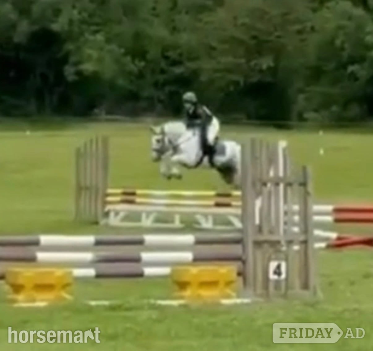 "Bluey " Blue &amp; White Gelding All Rounder
