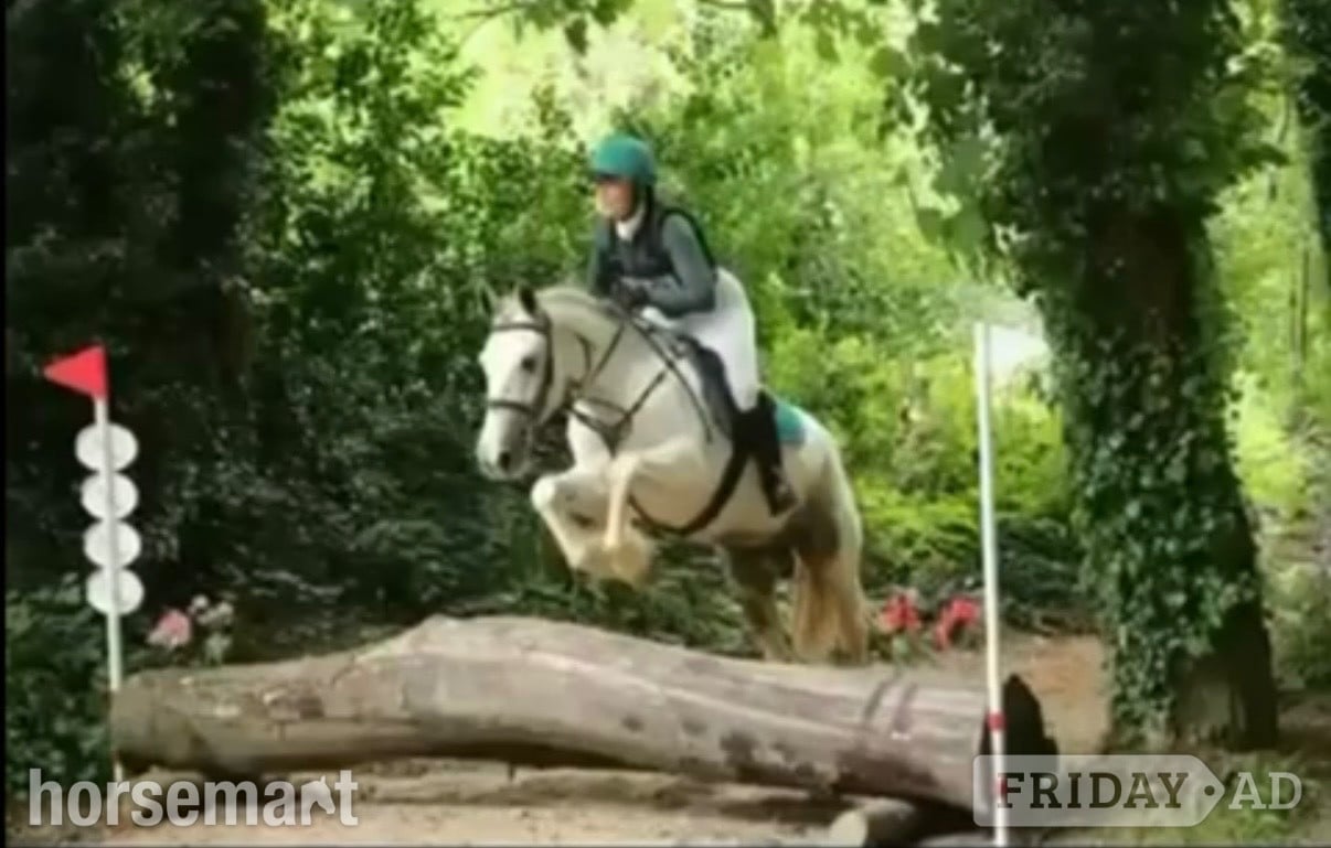 "Bluey " Blue &amp; White Gelding All Rounder - Horses in Bowers Gifford