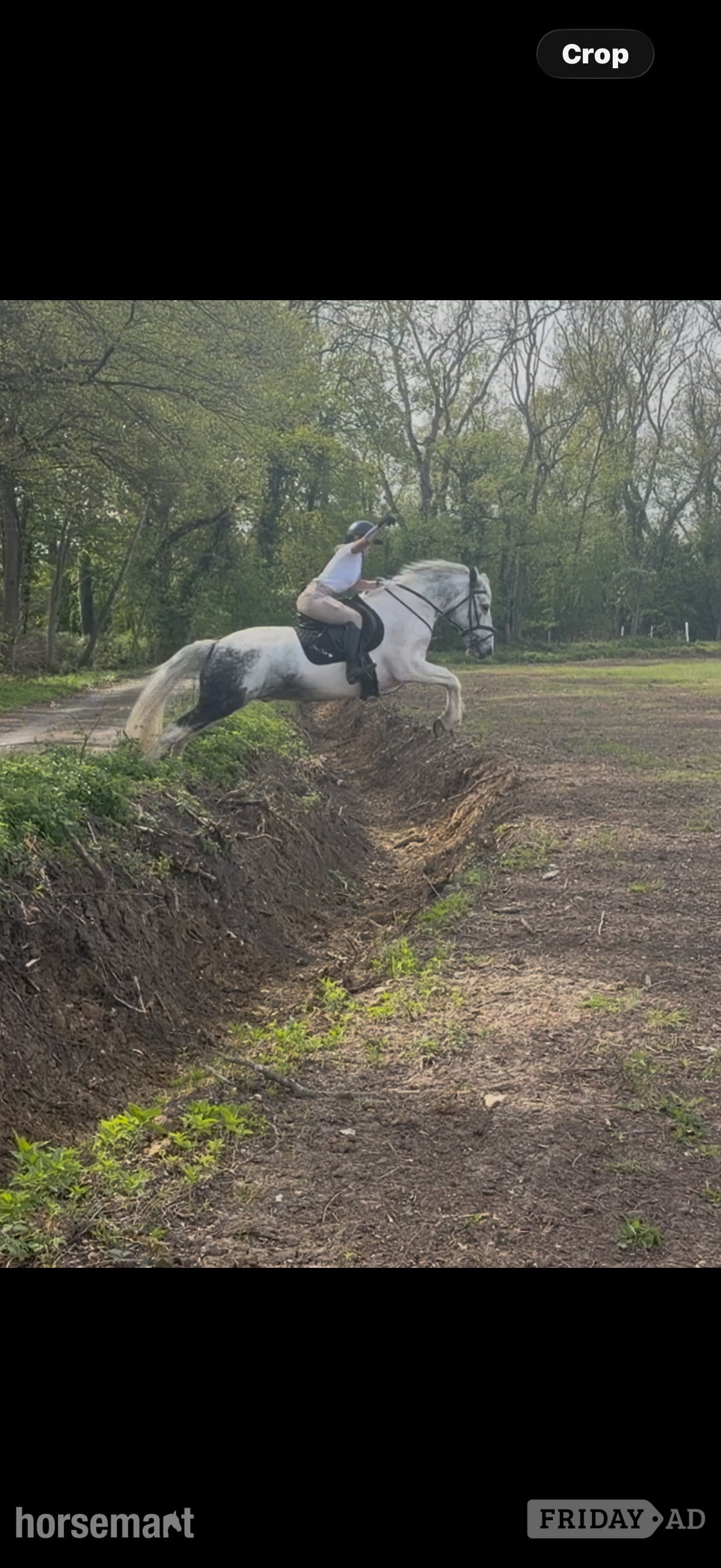 Bowers Gifford "Bluey " Blue &amp; White Gelding All Rounder