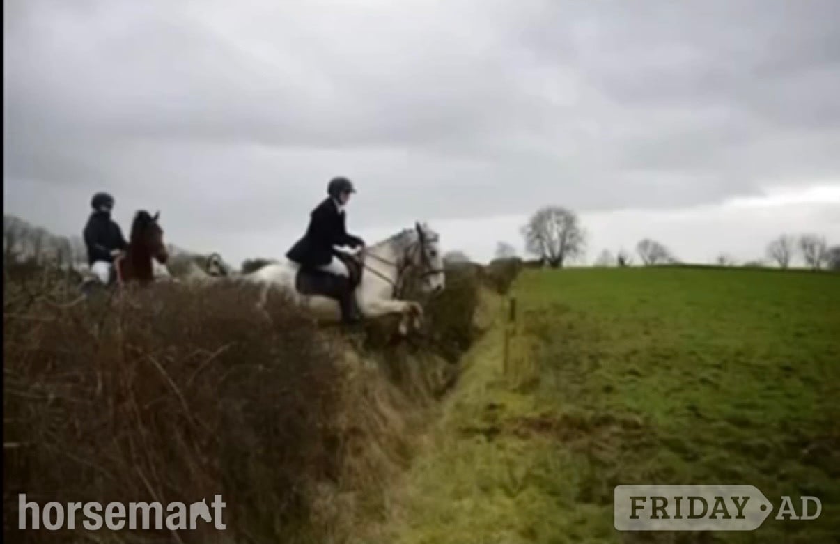 "Bluey " Blue &amp; White Gelding All Rounder - Horses