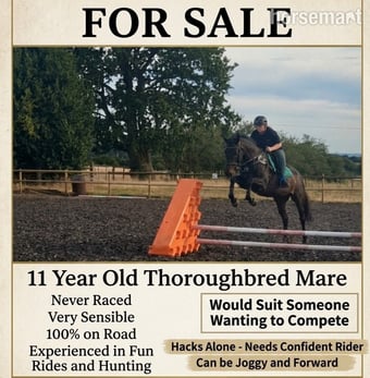 "Goodness gracious " Bay Mare All Rounder