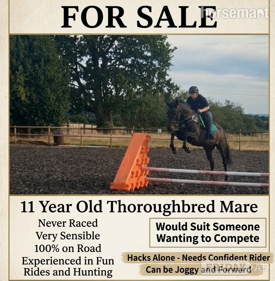 "Goodness gracious " Bay Mare All Rounder in Kidderminster