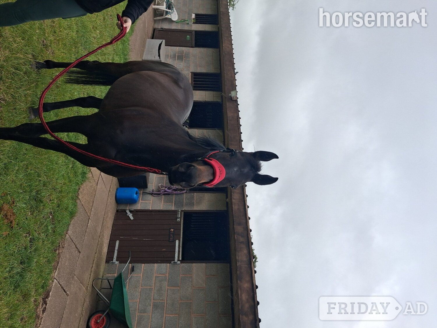 "Goodness gracious " Bay Mare All Rounder