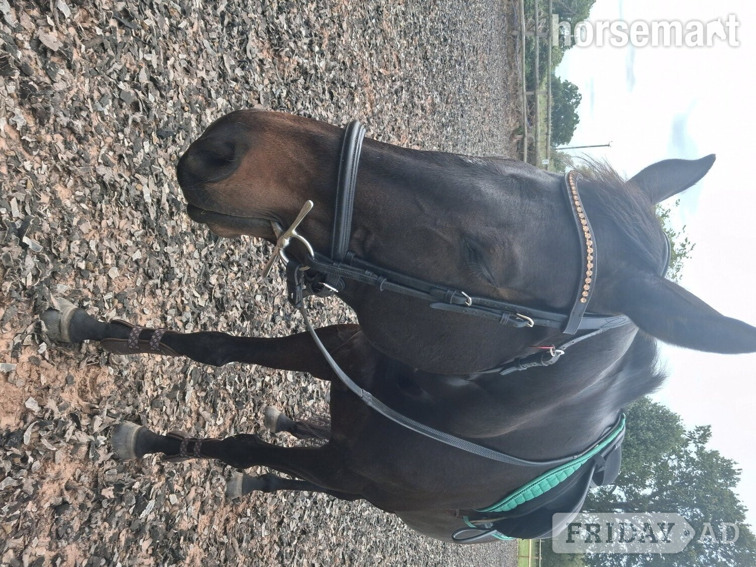 Kidderminster "Goodness gracious " Bay Mare All Rounder