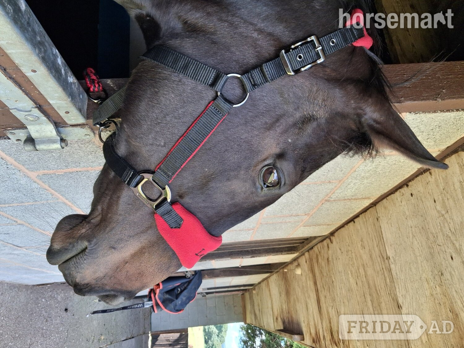 "Goodness gracious " Bay Mare All Rounder - Horses in Kidderminster