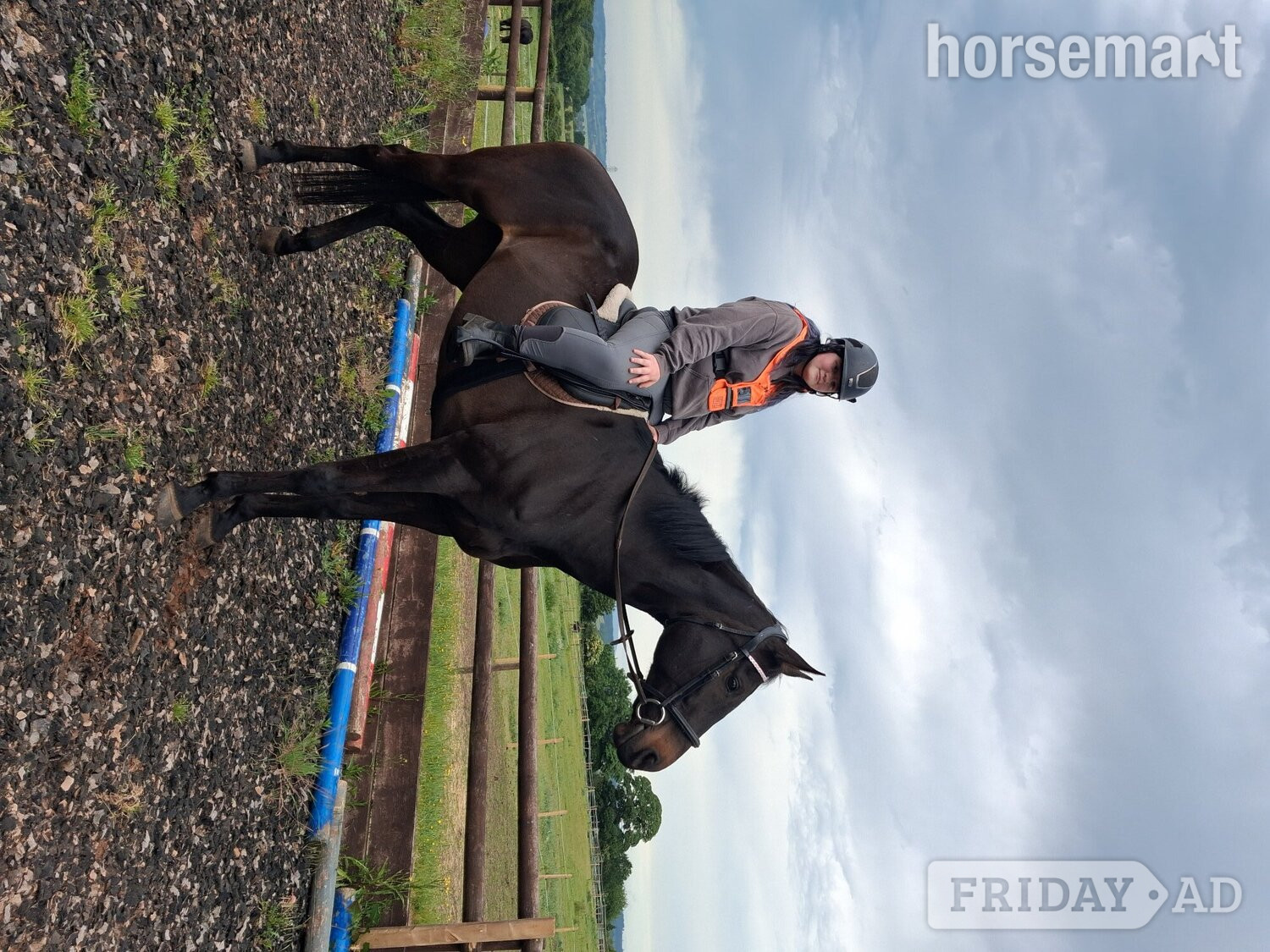 "Goodness gracious " Bay Mare All Rounder - Horses